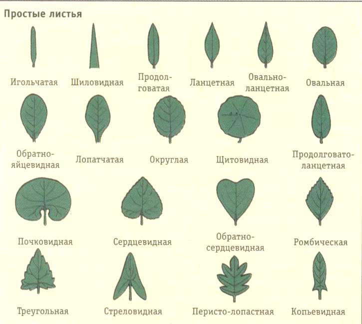 деревья Листовая система дерева